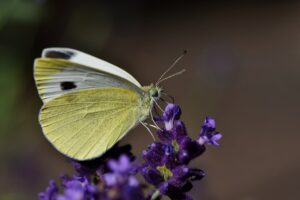 butterfly, insect, flower-8284746.jpg
